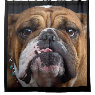 English Bulldog Throw Pillow Shower Curtain