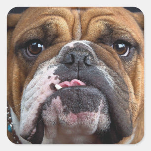 English Bulldog  Throw Pillow Square Sticker