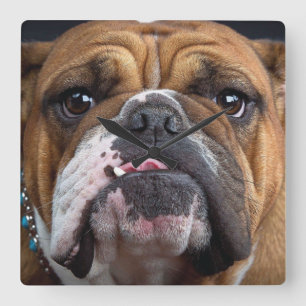 English Bulldog  Throw Pillow Square Wall Clock
