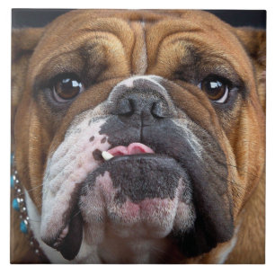 English Bulldog  Throw Pillow Tile