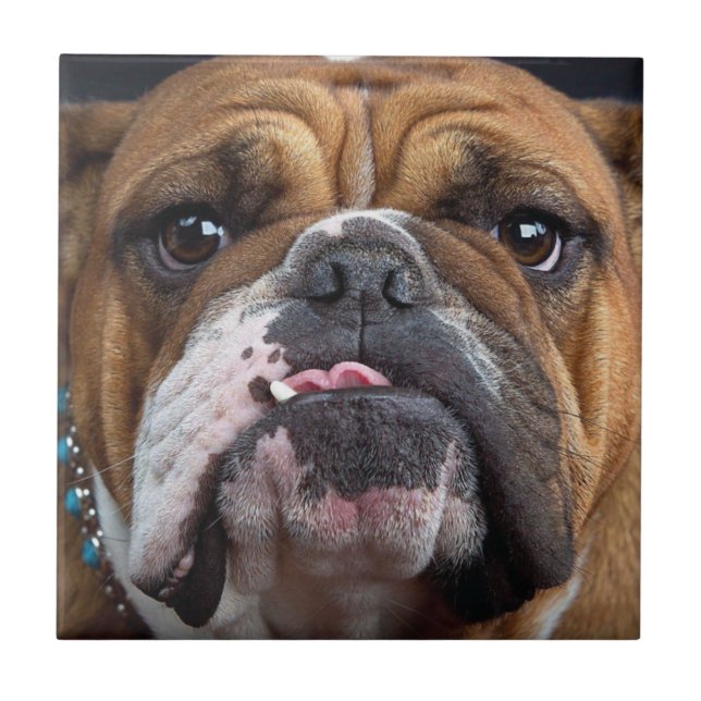 English Bulldog  Throw Pillow Tile (Front)