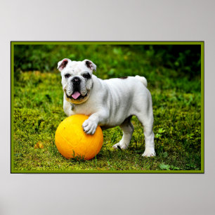 English Bulldog w/ Ball Poster