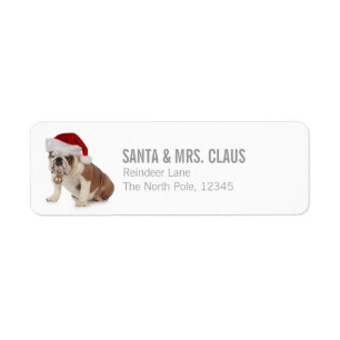 English Bulldog Wearing Santa Hat
