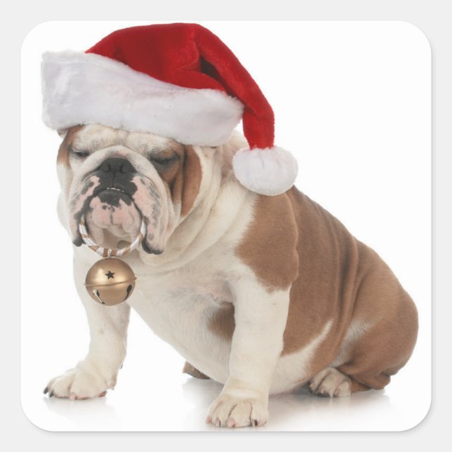 English Bulldog Wearing Santa Hat Square Sticker (Front)