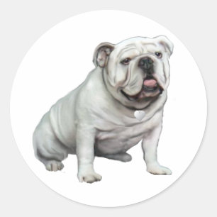 English Bulldog - White 1 Classic Round Sticker
