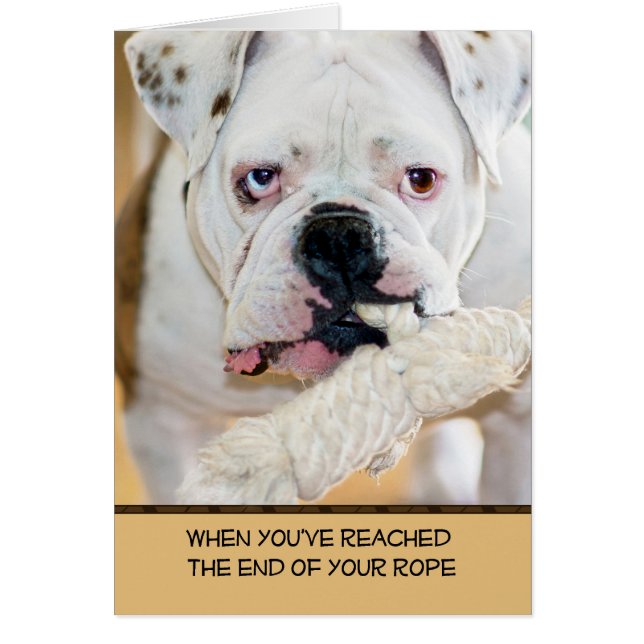English Bulldog with spotted ears Rope in Mouth (Front)