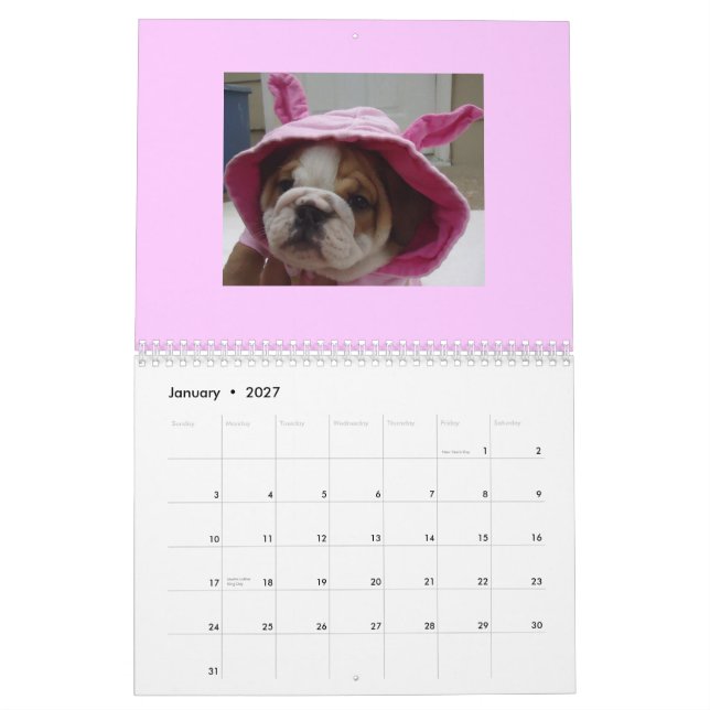 English Bulldogs Calendar! Calendar (Jan 2027)