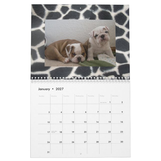 English Bulldogs & Puppies Calendar! Calendar (Jan 2027)