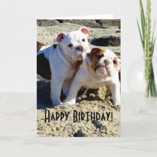 English Bulldogs Puppy Love Birthday Card