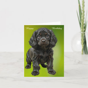 English Cocker Spaniel  Card