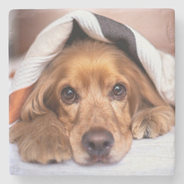 English Cocker Spaniel Dog Stone Coaster (Front)