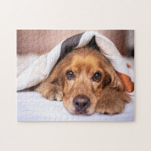 English Cocker Spaniel  Jigsaw Puzzle