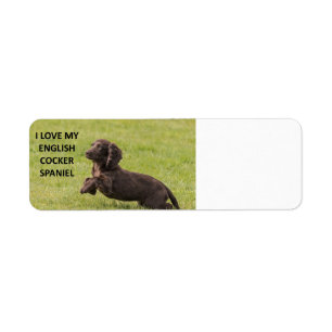 english cocker spaniel love with picture