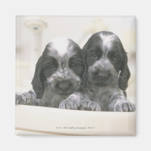 English Cocker Spaniel Magnet