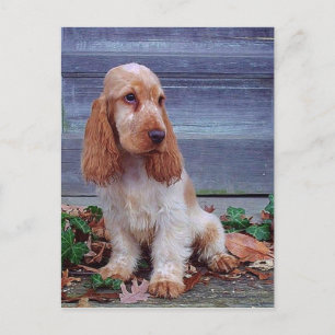 English Cocker Spaniel Postcard
