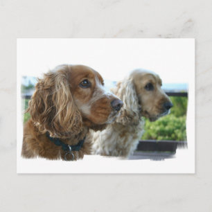 English Cocker Spaniel Postcard