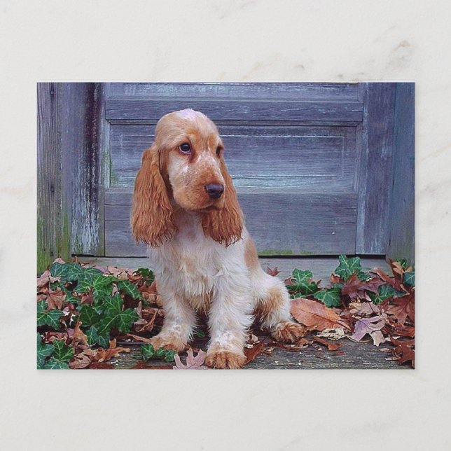 English Cocker Spaniel Postcard (Front)