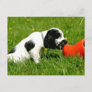English Cocker Spaniel Puppy with Red Clog Postcard