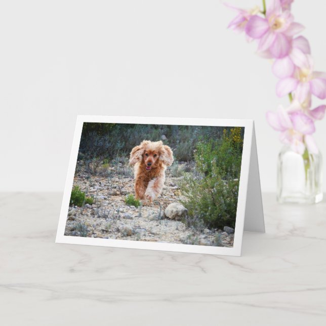 English Cocker Spaniel Running in Country Card (Orchid)