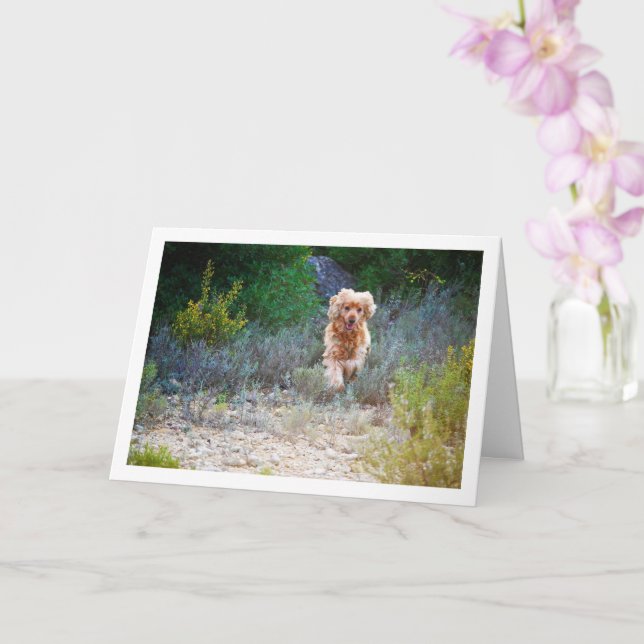 English Cocker Spaniel Running in Country Card (Orchid)