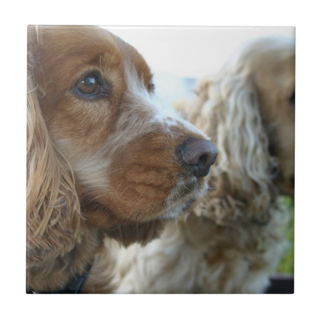 English Cocker Spaniel Tile (Front)