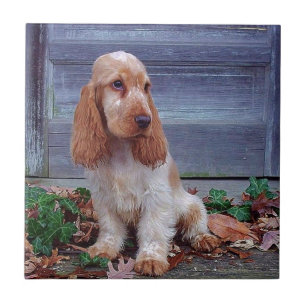 English Cocker Spaniel Tile