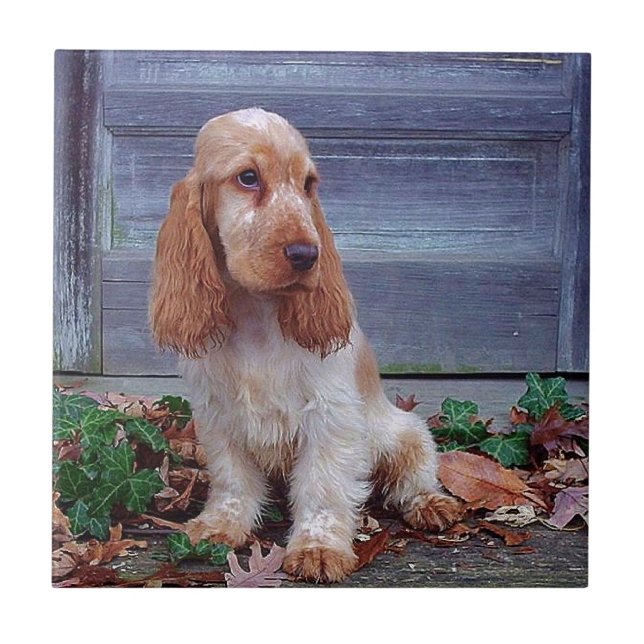 English Cocker Spaniel Tile (Front)