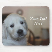 English Cream Goldens