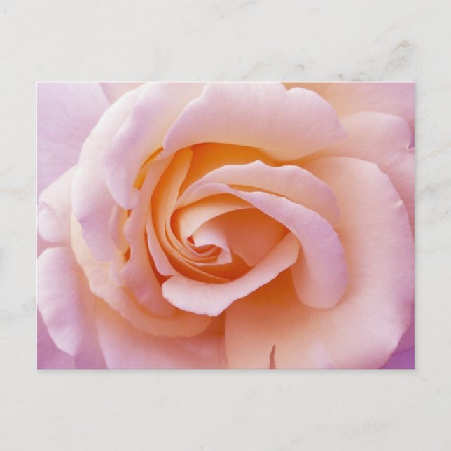 English Garden Peach and Pink Rose Postcard (Front)