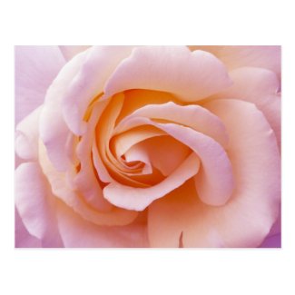 English Garden Peach and Pink Rose Postcard