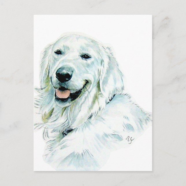 English Golden Retriever Post Cards (Front)