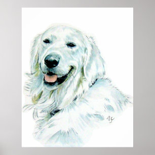 English Golden Retriever Print
