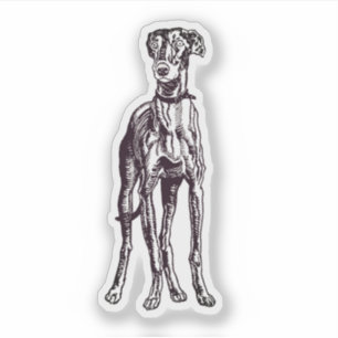 English Greyhound Breed