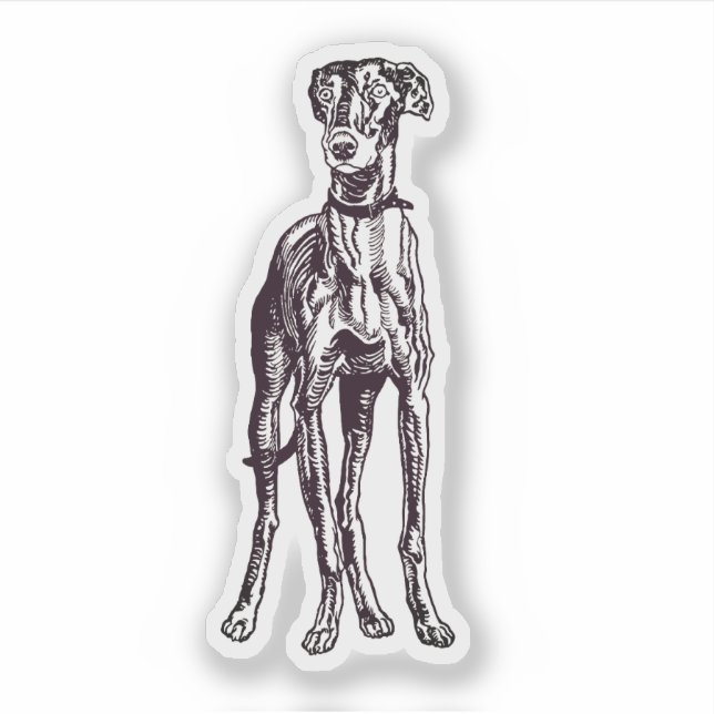 English Greyhound Breed (Front)
