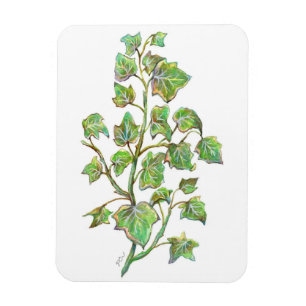 English Ivy Magnet
