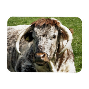 ENGLISH LONGHORN COW  MAGNET