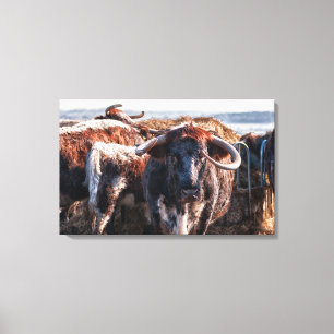 English Longhorns Canvas Print