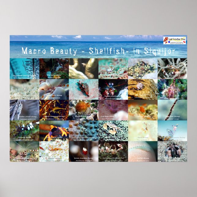 English : Macro Beauty - Shellfish- in Siquijor Poster (Front)