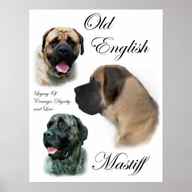 English Mastiff Art Prints (Front)