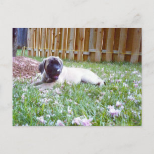 English Mastiff Dog Breed Postcards