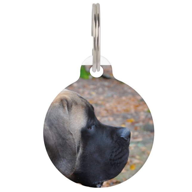 English Mastiff Dog. Pet Tag (Front)