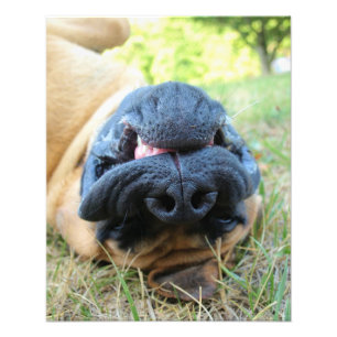 English Mastiff dog smiling - photo