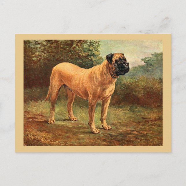 English Mastiff Dog Vintage Illustration Postcard (Front)