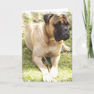 English Mastiff Greeting Card