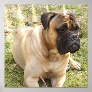 English Mastiff Poster Print