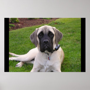 English Mastiff puppy Poster