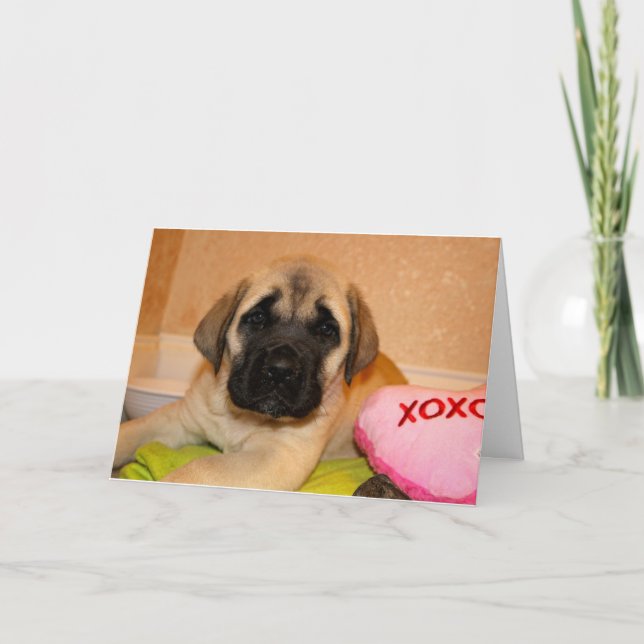 English Mastiff Puppy Valentine Card (Front)