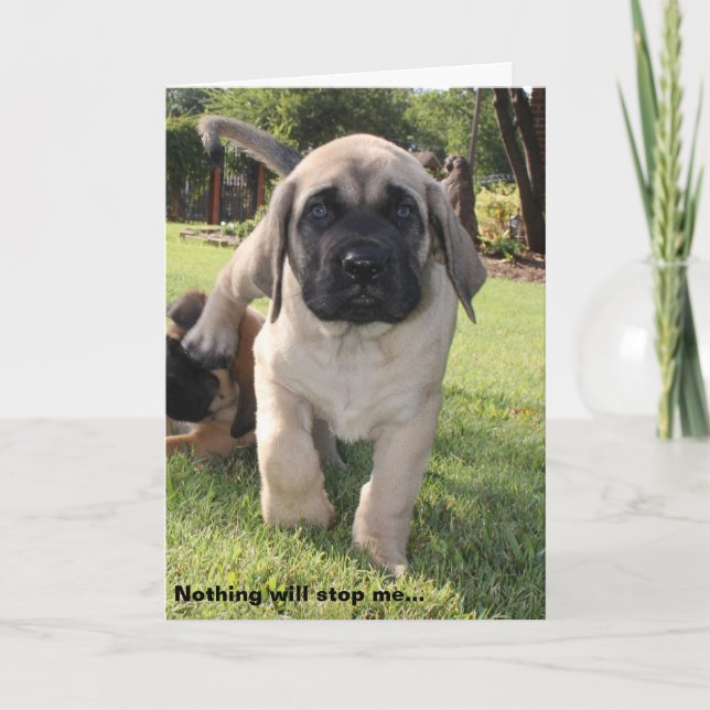 english mastiff puppy valentine wish holiday card (Front)