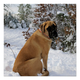 English Mastiff snow pose poster
