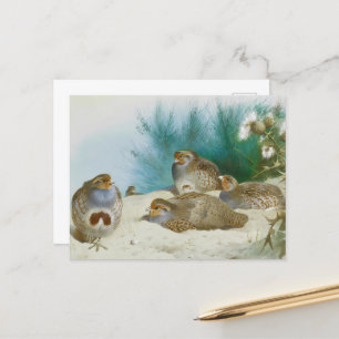 English partridge with gorse and thistles, Art Postcard